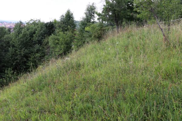 Vysoká nad Labem, 25.7.2021
Milířský kopec - louka nad bílou strání.
Klíčová slova: Vysoká nad Labem Milířský kopec Lhota louka Agriotes gallicus