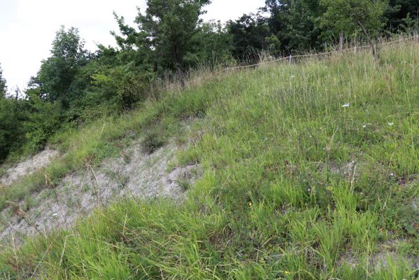 Vysoká nad Labem, 25.7.2021
Milířský kopec - bílá stráň.
Klíčová slova: Vysoká nad Labem Milířský kopec Lhota bílá stráň Agriotes gallicus