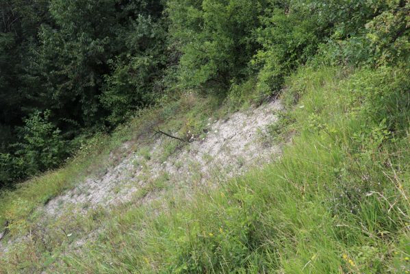 Vysoká nad Labem, 25.7.2021
Milířský kopec - bílá stráň.
Klíčová slova: Vysoká nad Labem Milířský kopec Lhota bílá stráň Agriotes gallicus Adrastus montanus