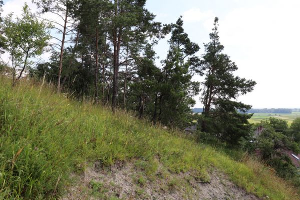 Vysoká nad Labem, 25.7.2021
Milířský kopec - bílá stráň. Pohled na část svahu poškozenou výsadbou borovic.
Klíčová slova: Vysoká nad Labem Milířský kopec Lhota bílá stráň Agriotes gallicus