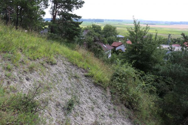 Vysoká nad Labem, 25.7.2021
Milířský kopec - bílá stráň.
Klíčová slova: Vysoká nad Labem Milířský kopec Lhota bílá stráň Agriotes gallicus