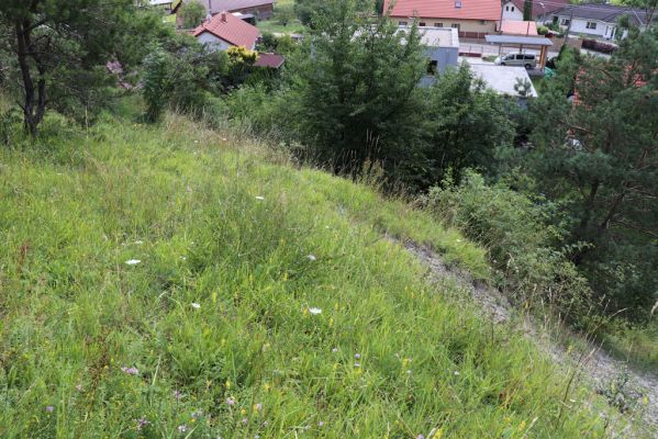 Vysoká nad Labem, 25.7.2021
Milířský kopec - bílá stráň.
Klíčová slova: Vysoká nad Labem Milířský kopec Lhota bílá stráň Agriotes gallicus