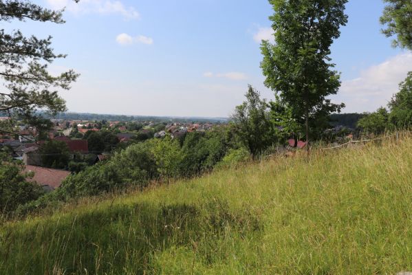 Vysoká nad Labem, 25.7.2021
Milířský kopec - bílá stráň.
Keywords: Vysoká nad Labem Milířský kopec Lhota bílá stráň Agriotes gallicus
