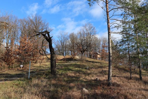 Vysoká nad Labem, 26.12.2020
Milíř - zimní stepka na jižním svahu Milířského kopce.
Klíčová slova: Vysoká nad Labem Milířský kopec Milíř Agriotes gallicus Athous bicolor