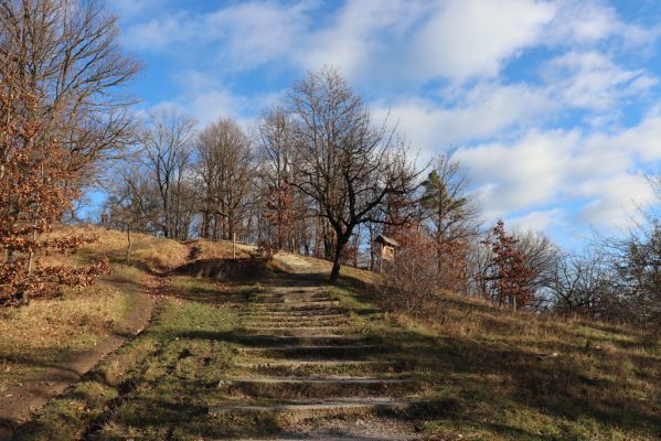 Vysoká nad Labem, 26.12.2020
Milíř - zimní stepka na jižním svahu Milířského kopce.
Keywords: Vysoká nad Labem Milířský kopec Milíř Agriotes gallicus Athous bicolor