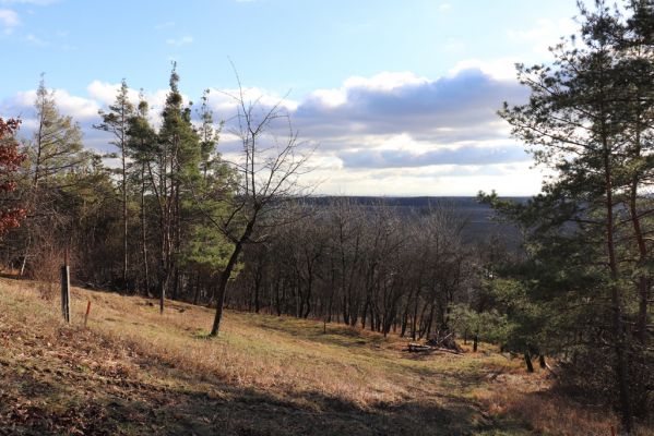 Vysoká nad Labem, 26.12.2020
Milíř - zimní stepka na jižním svahu Milířského kopce.
Klíčová slova: Vysoká nad Labem Milířský kopec Milíř Agriotes gallicus Athous bicolor