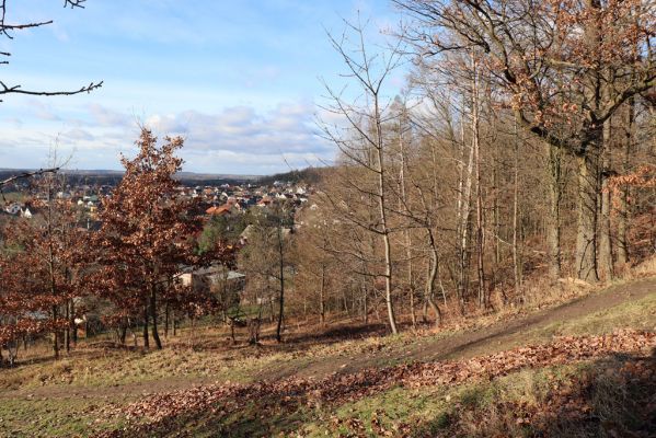 Vysoká nad Labem, 26.12.2020
Milíř - zimní stepka na jižním svahu Milířského kopce.
Klíčová slova: Vysoká nad Labem Milířský kopec Milíř Agriotes gallicus Athous bicolor