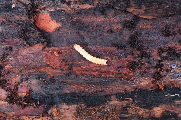 Vysoká nad Labem, 26.12.2020
Les u Milířského kopce – larva Pytho depressus pod kůrou mrtvé borovice.
Klíčová slova: Vysoká nad Labem les Pytho depressus