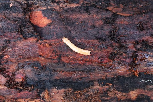 Vysoká nad Labem, 26.12.2020
Les u Milířského kopce – larva Pytho depressus pod kůrou mrtvé borovice.
Schlüsselwörter: Vysoká nad Labem les Pytho depressus