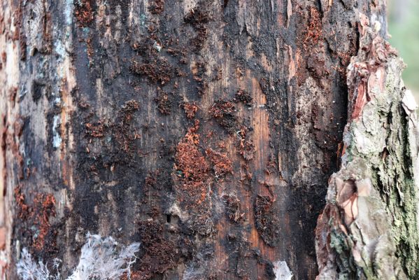 Vysoká nad Labem, 26.12.2020
Les u Milířského kopce – pohled na biotop Pytho depressus pod kůrou mrtvé borovice.
Klíčová slova: Vysoká nad Labem les Pytho depressus