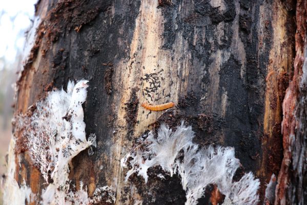Vysoká nad Labem, 26.12.2020
Les u Milířského kopce – larva Cucujus cinnaberinus pod kůrou borovice.
Klíčová slova: Vysoká nad Labem les Cucujus cinnaberinus