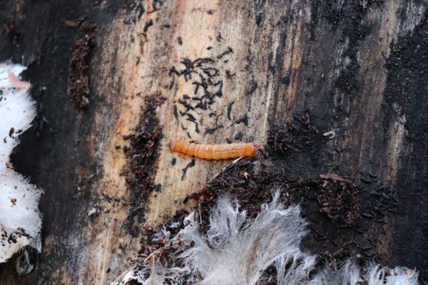 Vysoká nad Labem, 26.12.2020
Les u Milířského kopce – larva Cucujus cinnaberinus pod kůrou borovice.
Keywords: Vysoká nad Labem les Cucujus cinnaberinus