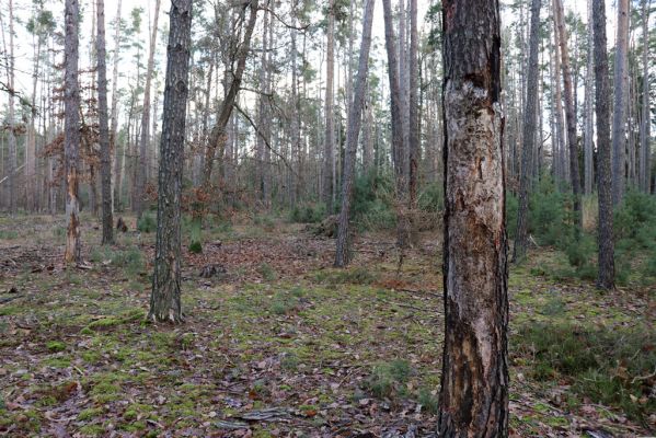 Vysoká nad Labem, 26.12.2020
Les u Milířského kopce – pohled na umírající a mrtvé borovice.
Klíčová slova: Vysoká nad Labem les Pytho depressus Cucujus cinnaberinus
