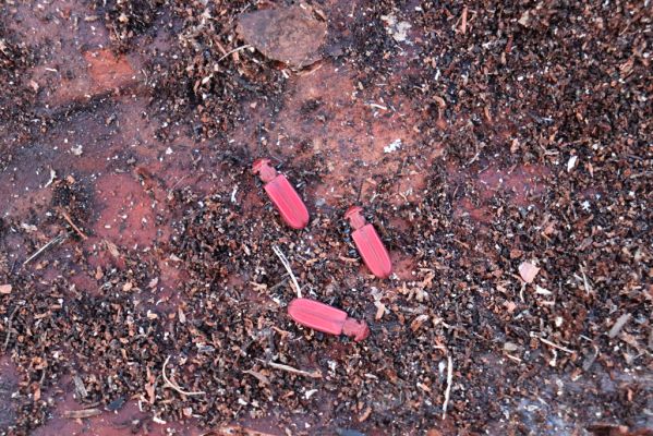 Vysoká nad Labem, 26.12.2020
Les u Milířského kopce – imaga Cucujus cinnaberinus pod kůrou borovice.
Keywords: Vysoká nad Labem les Cucujus cinnaberinus