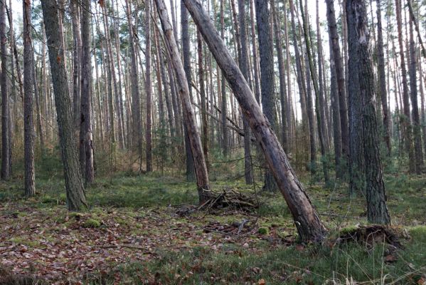 Vysoká nad Labem, 26.12.2020
Les u Milířského kopce - pohled na umírající a mrtvé borovice.
Mots-clés: Vysoká nad Labem les