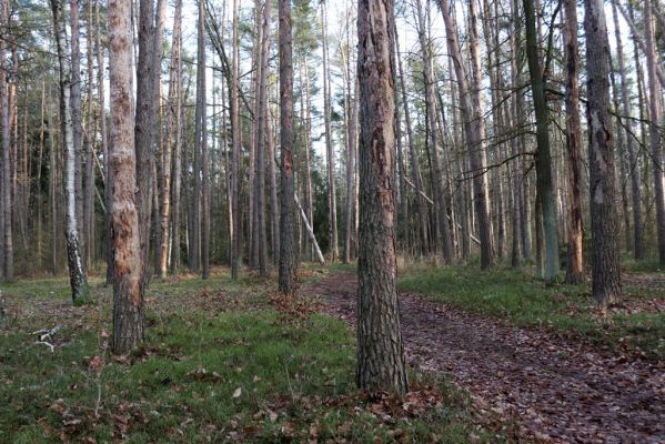 Vysoká nad Labem, 26.12.2020
Les u Milířského kopce - pohled na umírající a mrtvé borovice.
Schlüsselwörter: Vysoká nad Labem les