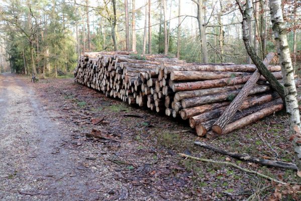 Vysoká nad Labem, 26.12.2020
Les u Milířského kopce - kalamitní těžba.
Klíčová slova: Vysoká nad Labem les