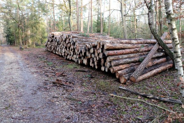 Vysoká nad Labem, 26.12.2020
Les u Milířského kopce - kalamitní těžba.
Mots-clés: Vysoká nad Labem les