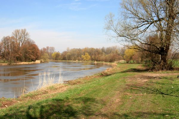 Vysoká nad Labem-Petrofova jezera, 4.4.2010
Levý břeh Labe s odstraněnou pobřežní vegetací - pohled na bývalou slavnou lokalitu na druhy čeledi Throscidae (Mertlik 2008). Porovnej se snímky z roku 2007!
Keywords: Vysoká nad Labem Petrofova jezera Labe