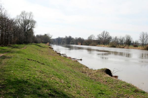 Vysoká nad Labem-Petrofova jezera, 4.4.2010
Levý břeh Labe s odstraněnou pobřežní vegetací - pohled na bývalou slavnou lokalitu na druhy čeledi Throscidae (Mertlik 2008). Porovnej se snímky z roku 2007!
Klíčová slova: Vysoká nad Labem Petrofova jezera Labe