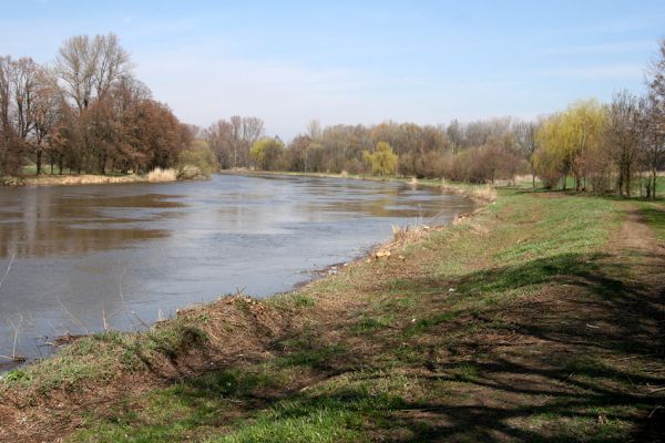 Vysoká nad Labem-Petrofova jezera, 4.4.2010
Levý břeh Labe s odstraněnou pobřežní vegetací - pohled na bývalou slavnou lokalitu na druhy čeledi Throscidae (Mertlik 2008). Porovnej se snímky z roku 2007!
Mots-clés: Vysoká nad Labem Petrofova jezera Labe