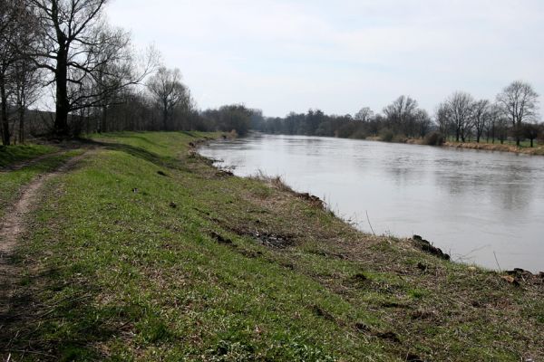 Vysoká nad Labem-Petrofova jezera, 4.4.2010
Levý břeh Labe s odstraněnou pobřežní vegetací - pohled na bývalou slavnou lokalitu na druhy čeledi Throscidae (Mertlik 2008). Porovnej se snímky z roku 2007!
Schlüsselwörter: Vysoká nad Labem Petrofova jezera Labe