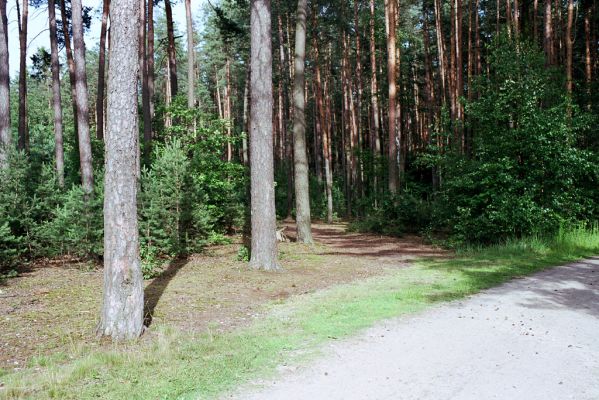 Vysoká nad Labem, 4.7.2004
Borovice u cesty na okraji bývalé pískovny.


Schlüsselwörter: Vysoká nad Labem Stenagostus rufus