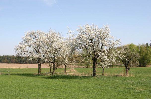 Vysoké Chvojno, 14.4.2009
Skupina třešní, osídlená krasci Anthaxia candens.
Schlüsselwörter: Vysoké Chvojno Anthaxia candens