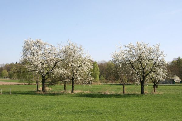 Vysoké Chvojno, 14.4.2009
Skupina třešní, osídlená krasci Anthaxia candens.
Schlüsselwörter: Vysoké Chvojno Anthaxia candens