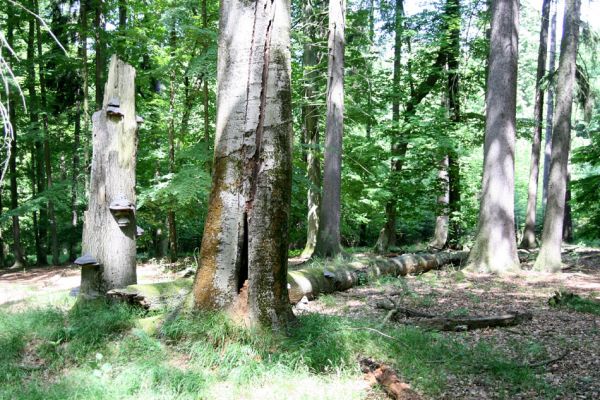 Vysoké Chvojno - Buky, 15.6.2011
Buky u Vysokého Chvojna. Dutý buk osídlený kovaříky Crepidophorus mutilatus.


Klíčová slova: Vysoké Chvojno Buky Crepidophorus mutilatus