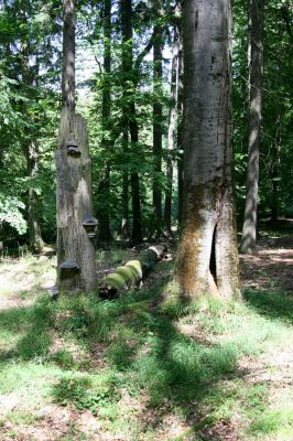 Vysoké Chvojno - Buky, 15.6.2011
Buky u Vysokého Chvojna. Dutý buk osídlený kovaříky Crepidophorus mutilatus.


Klíčová slova: Vysoké Chvojno Buky Crepidophorus mutilatus