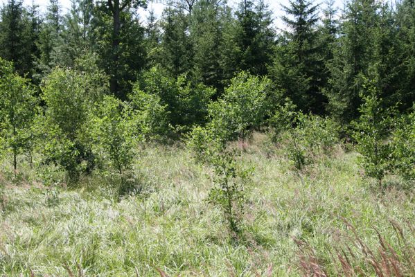 Albrechtice nad Orlicí, Nová Ves, 23.7.2011
Podmáčená louka v pramenné oblasti Novoveského potoka. Zasazené olše a smrky jsou ještě malé, dominují miříkovité rostliny. Biotop tesaříka Brachyleptura tesserula.
Klíčová slova: Albrechtice nad Orlicí Nová Ves Brachyleptura tesserula