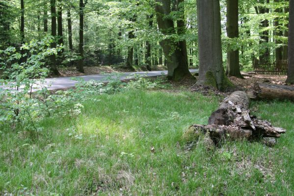 Vysoké Chvojno - Buky, 3.5.2012
Travnatou světlinu mezi lesem a silnicí osídlili kovaříci Selatosomus cruciatus.



Klíčová slova: Vysoké Chvojno Buky Selatosomus cruciatus