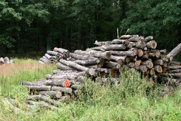 Vysoké Chvojno, 16.8.2011
Svoziště dřeva u hájovny.
Schlüsselwörter: Vysoké Chvojno