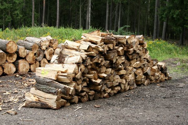 Vysoké Chvojno, 16.8.2011
Svoziště dřeva za hájovnou. Hrobické topoly jsou rozřezány a z větší části rozsekány a připraveny na prodej. Na 17.8.2011 je naplánováno rozsekání zbývající kulatiny. Tak končí jediný známý biotop Hylis olexai na území Čech.  
Mots-clés: Vysoké Chvojno Hrobice Hylis olexai Cucujus cinnaberinus