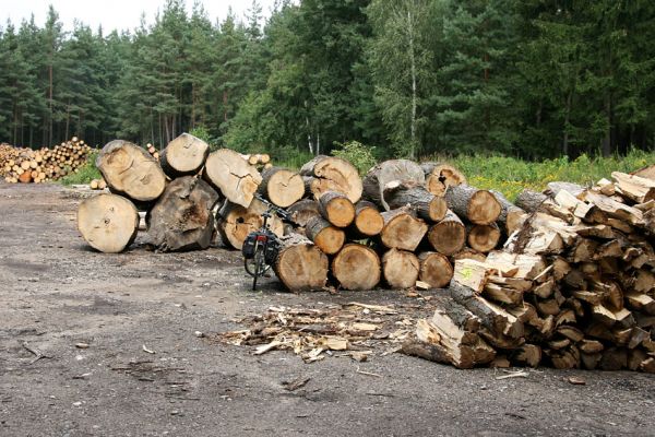 Vysoké Chvojno, 16.8.2011
Svoziště dřeva za hájovnou. Hrobické topoly jsou rozřezány a z větší části rozsekány a připraveny na prodej. Na 17.8.2011 je naplánováno rozsekání zbývající kulatiny.   
Klíčová slova: Vysoké Chvojno Hrobice Hylis olexai Cucujus cinnaberinus