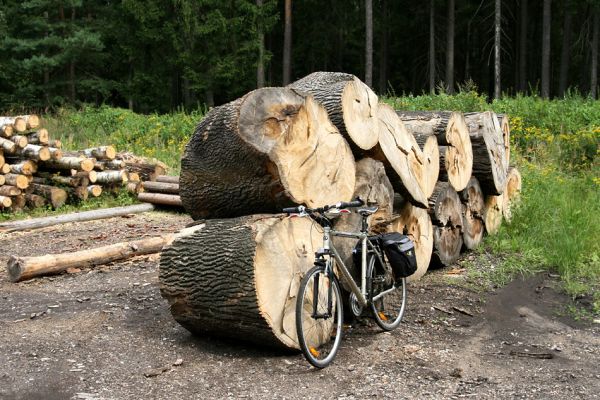 Vysoké Chvojno, 16.8.2011
Svoziště dřeva za hájovnou. Hrobické topoly jsou rozřezány a z větší části rozsekány a připraveny na prodej. Na 17.8.2011 je naplánováno rozsekání zbývající kulatiny. 
Schlüsselwörter: Vysoké Chvojno Hrobice Hylis olexai Cucujus cinnaberinus