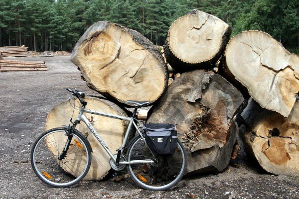 Vysoké Chvojno, 16.8.2011
Svoziště dřeva za hájovnou. Hrobické topoly jsou rozřezány a z větší části rozsekány a připraveny na prodej. Na 17.8.2011 je naplánováno rozsekání zbývající kulatiny. 
Klíčová slova: Vysoké Chvojno Hrobice Hylis olexai Cucujus cinnaberinus