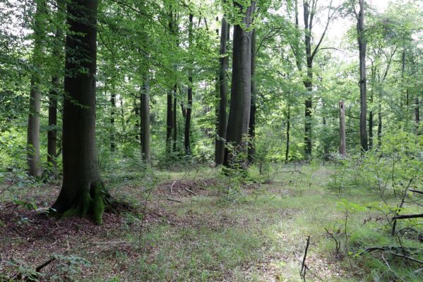 Vysoké Chvojno, 9.5.2020
Buky u Vysokého Chvojna.
Klíčová slova: Vysoké Chvojno Buky u Vysokého Chvojna
