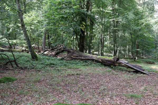 Vysoké Chvojno, 9.5.2020
Buky u Vysokého Chvojna.
Klíčová slova: Vysoké Chvojno Buky u Vysokého Chvojna