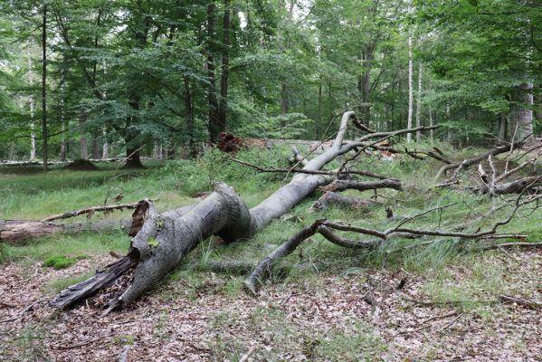 Vysoké Chvojno, 9.5.2020
Buky u Vysokého Chvojna.
Klíčová slova: Vysoké Chvojno Buky u Vysokého Chvojna