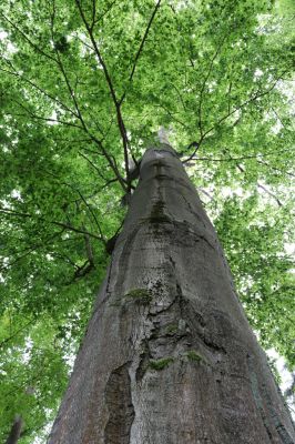 Vysoké Chvojno, 9.5.2020
Buky u Vysokého Chvojna.
Klíčová slova: Vysoké Chvojno Buky u Vysokého Chvojna