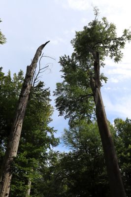 Vysoké Chvojno, 9.5.2020
Buky u Vysokého Chvojna.
Klíčová slova: Vysoké Chvojno Buky u Vysokého Chvojna