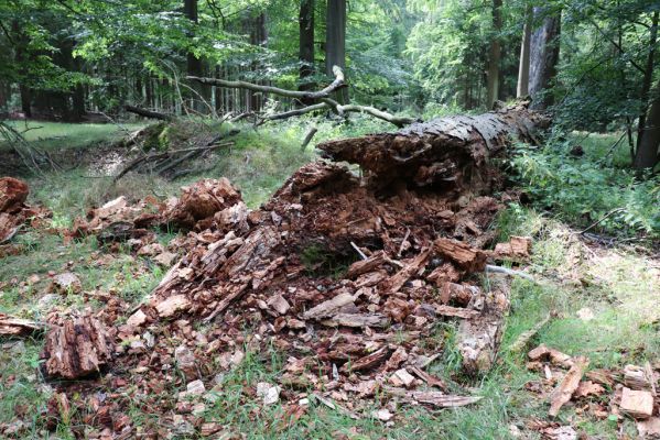 Vysoké Chvojno, 9.5.2020
Buky u Vysokého Chvojna.
Klíčová slova: Vysoké Chvojno Buky u Vysokého Chvojna