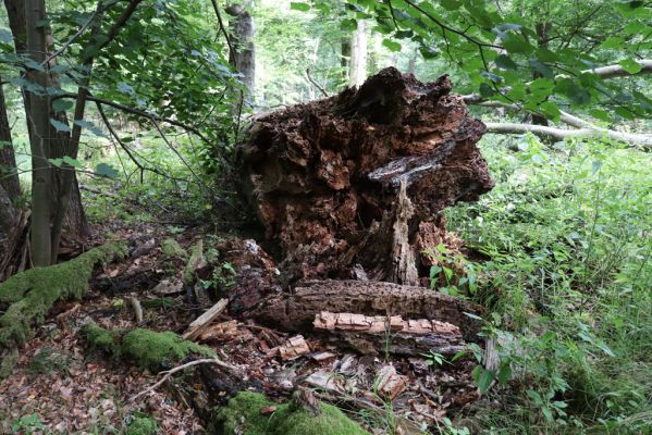 Vysoké Chvojno, 9.5.2020
Buky u Vysokého Chvojna.
Klíčová slova: Vysoké Chvojno Buky u Vysokého Chvojna