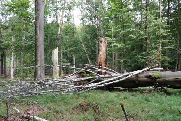 Vysoké Chvojno, 9.5.2020
Buky u Vysokého Chvojna.
Klíčová slova: Vysoké Chvojno Buky u Vysokého Chvojna