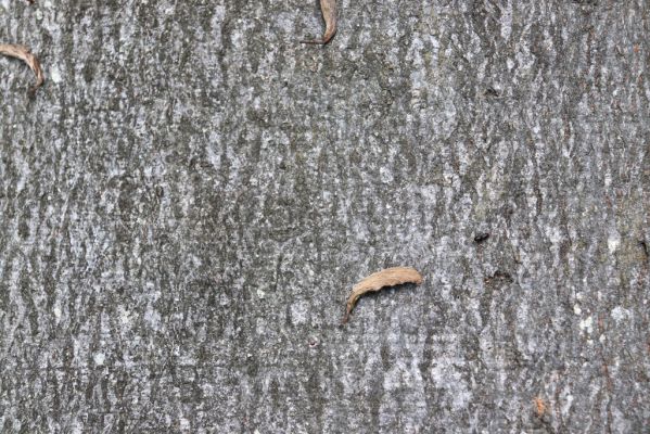 Vysoké Chvojno, 9.5.2020
Buky u Vysokého Chvojna. Imago Platypus cylindrus.
Klíčová slova: Vysoké Chvojno Buky u Vysokého Chvojna