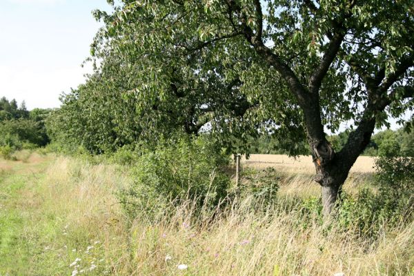 Vysokov, 21.7.2009
Třešňovka nad stepí nad železniční tratí Václavice - Starkoč.
Klíčová slova: Vysokov Anthaxia candens