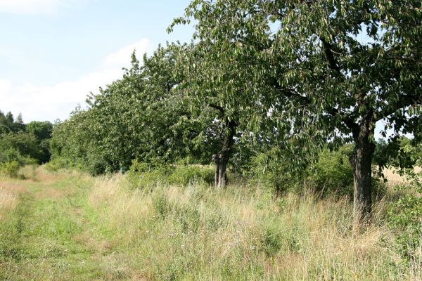 Vysokov, 21.7.2009
Třešňovka nad stepí nad železniční tratí Václavice - Starkoč.
Schlüsselwörter: Vysokov Anthaxia candens