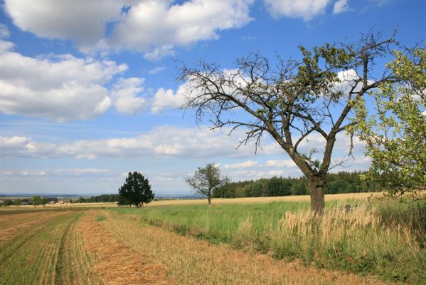 Vysonín, 14.8.2012
Pohled od Železných hor přes Vysonín na sever.
Klíčová slova: Vysonín Anthaxia candens
